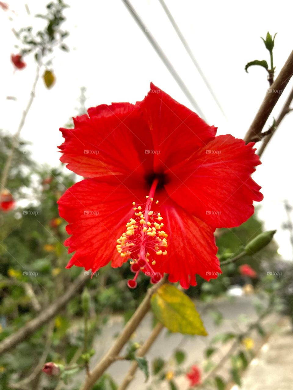 HIBISC/ HIBISCO - 🌹 🇺🇸 Very beautiful flowers to brighten our day.  Live nature and its beauty. Did you like the delicate petals? / 🇧🇷 Flores muito bonitas para alegrar nosso dia. Viva a natureza e sua beleza. Gostaram das pétalas delicadas? 