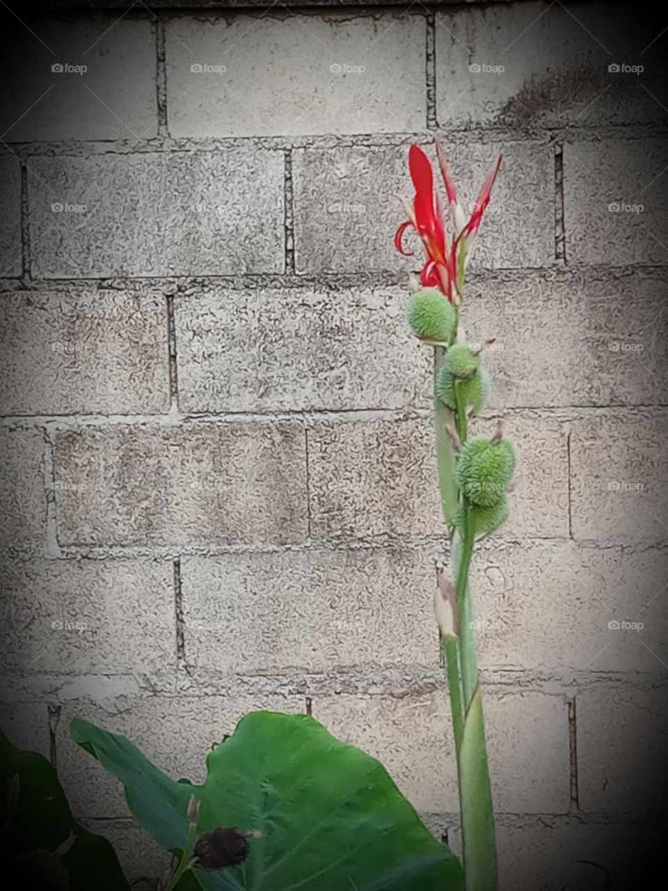 red canna lilly