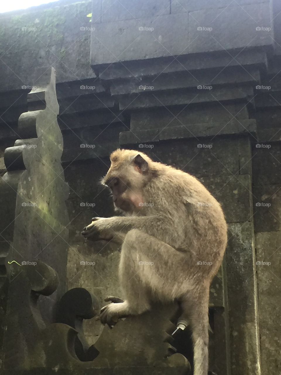 Monkey