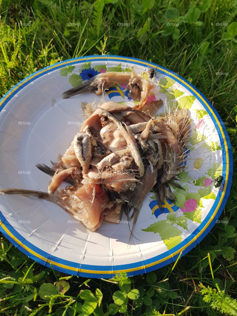 surströmmings rens.