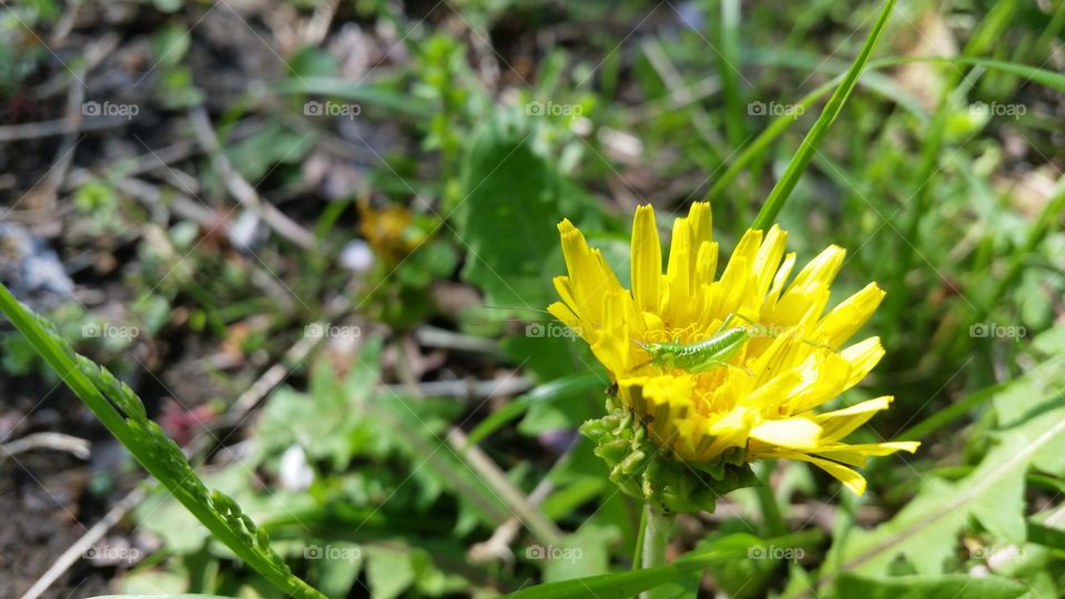 Grasshopper on the dandelion