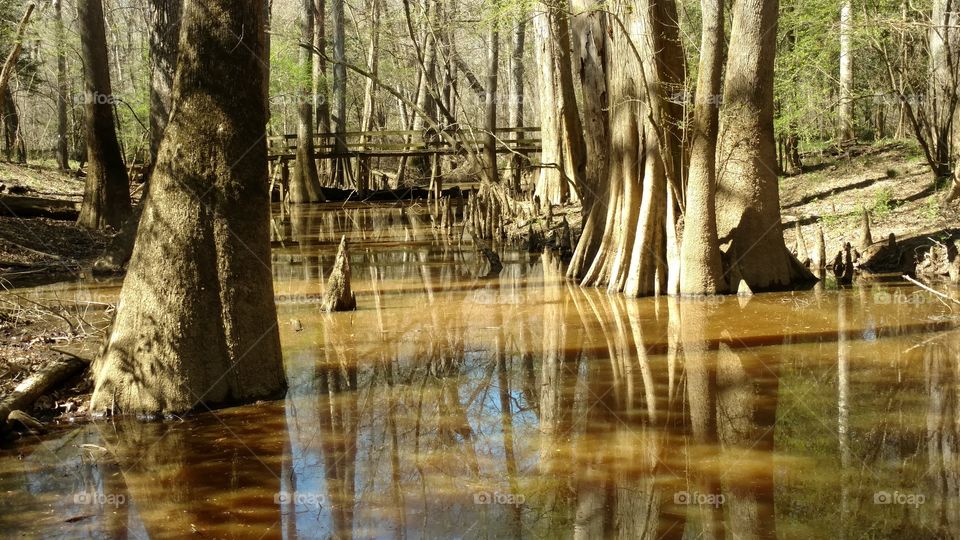 Wood, Water, Nature, River, Tree