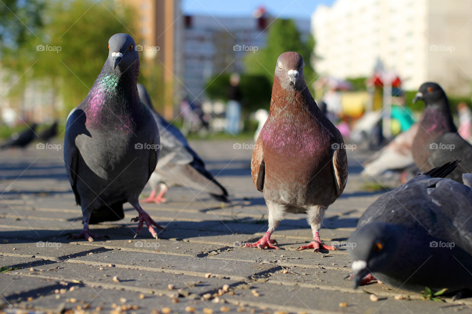 Pigeon, bird, "living being", fauna, nature, park, eat, grains, take off, landscape