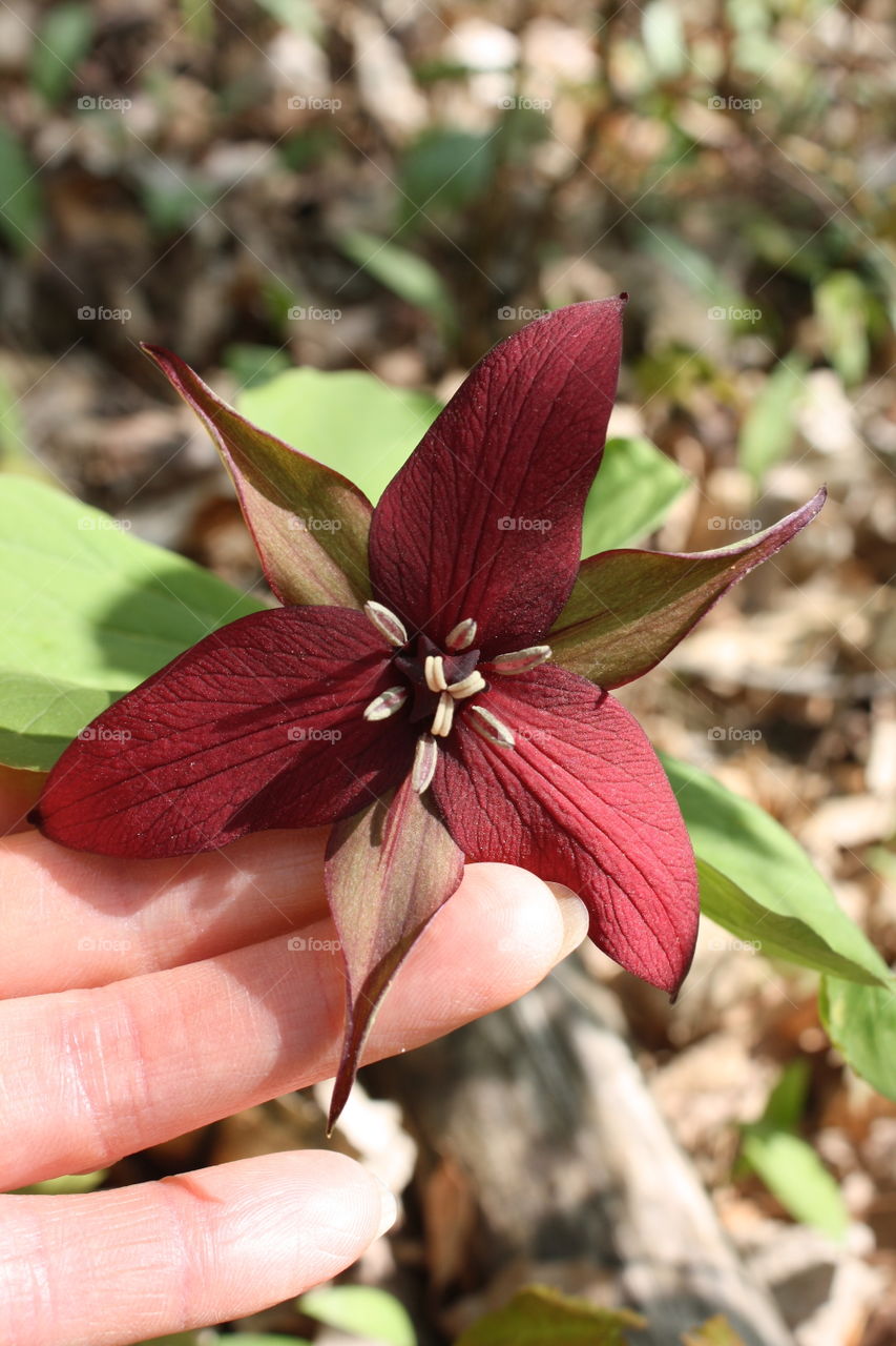 Purple trillium