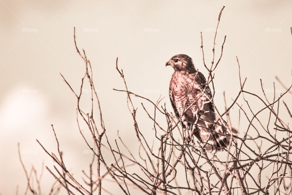 Golden Hour Hawk. Beautiful red-shouldered hawks nest near lake Apopka, Florida! 