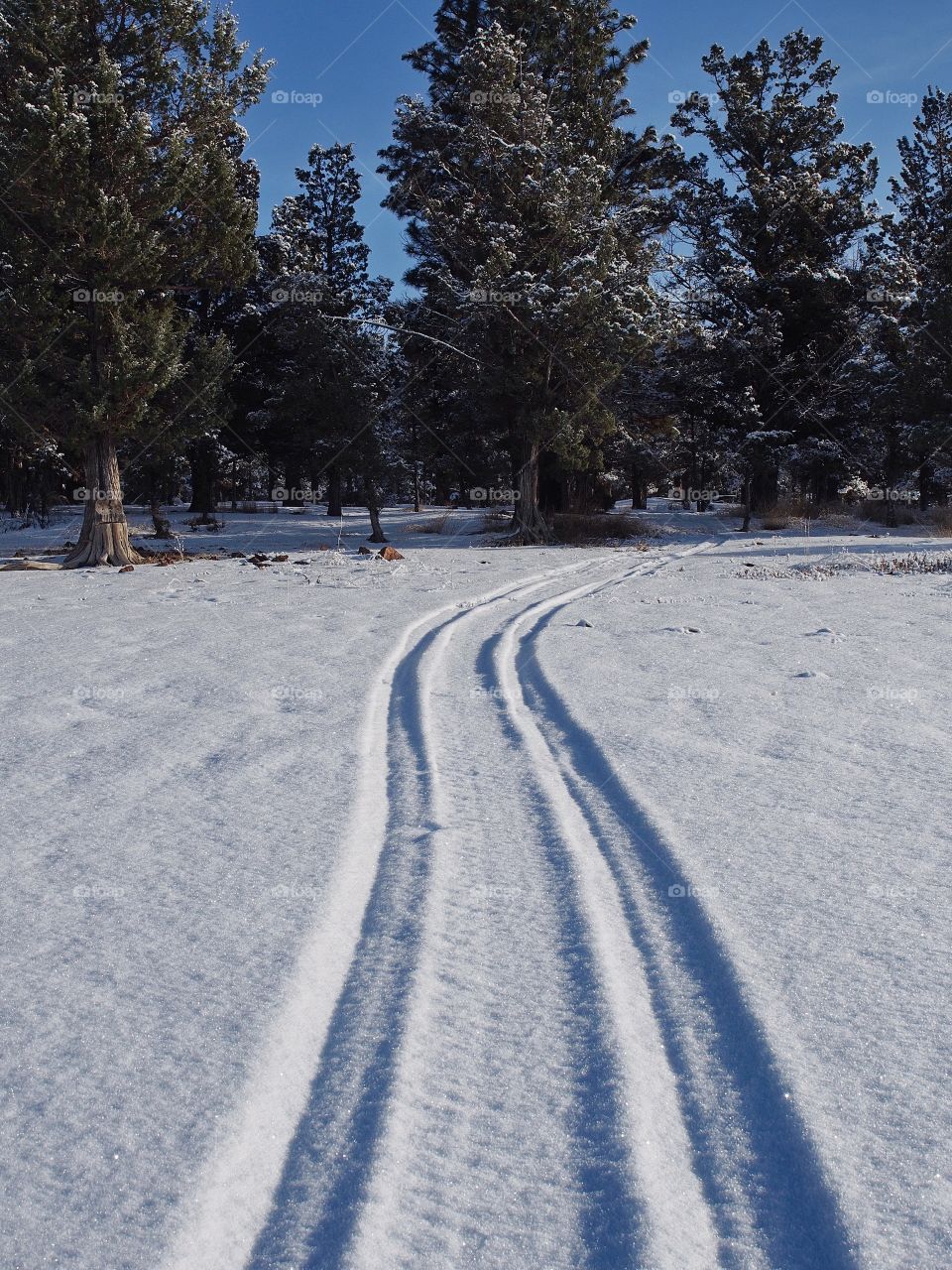 Tire tracks on a snow covered hill lead up to a juniper forest in Central Oregon on a cold winter day. 