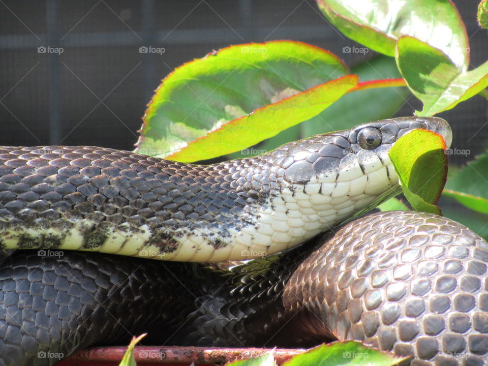 Rat snake