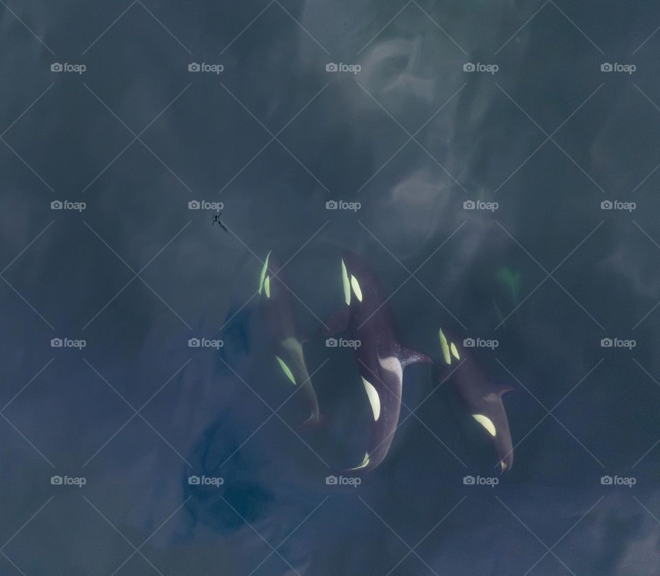 Killer whales at sea, drone foto.