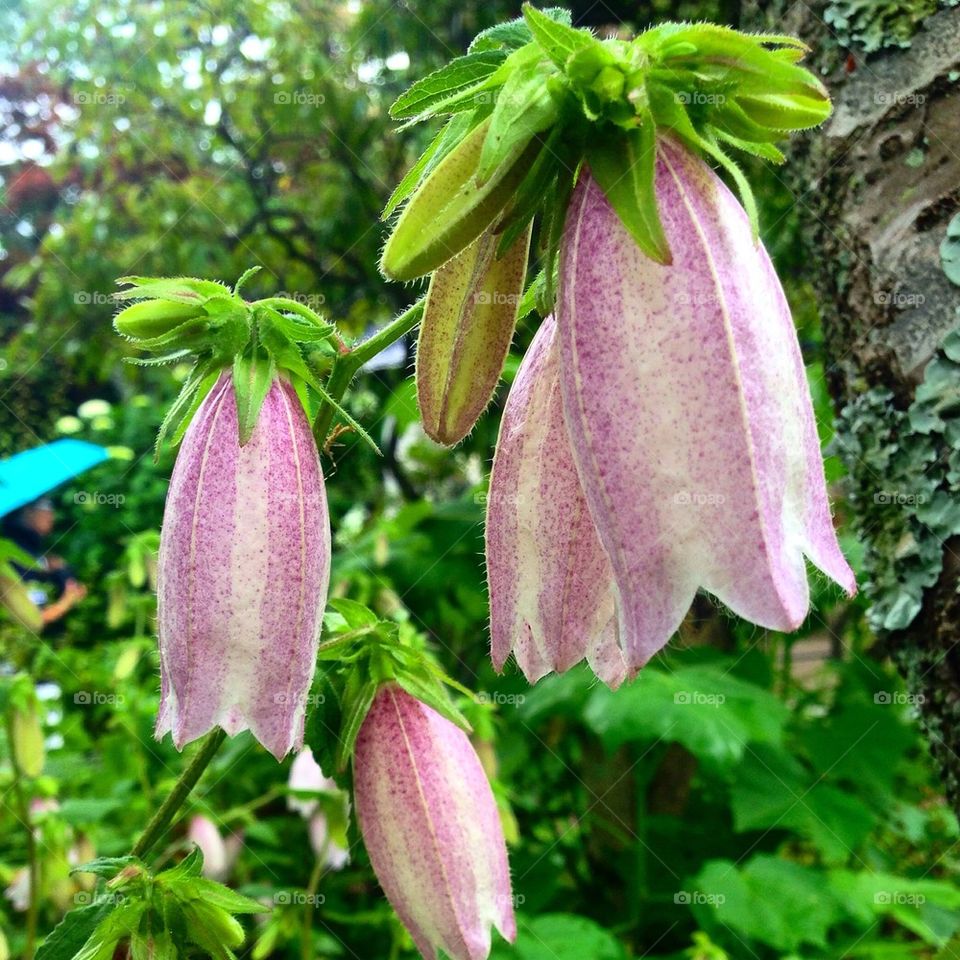 The Beautiful Garden