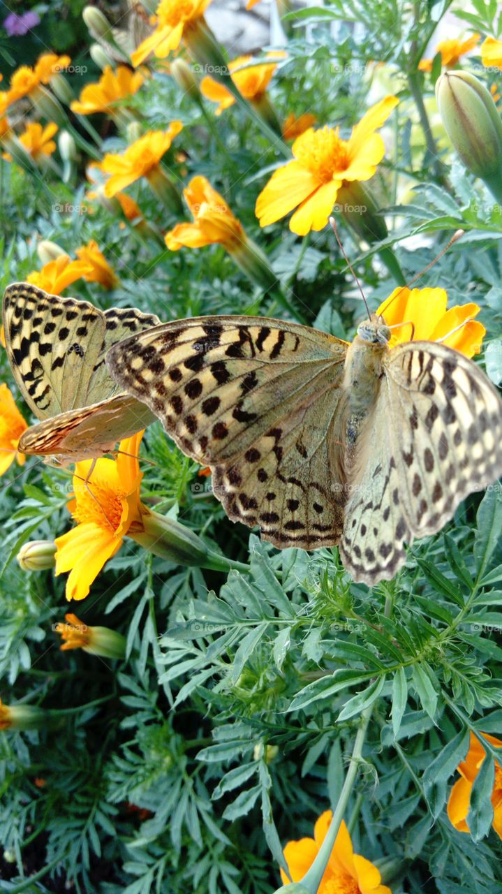 Two butterflies and flowers
