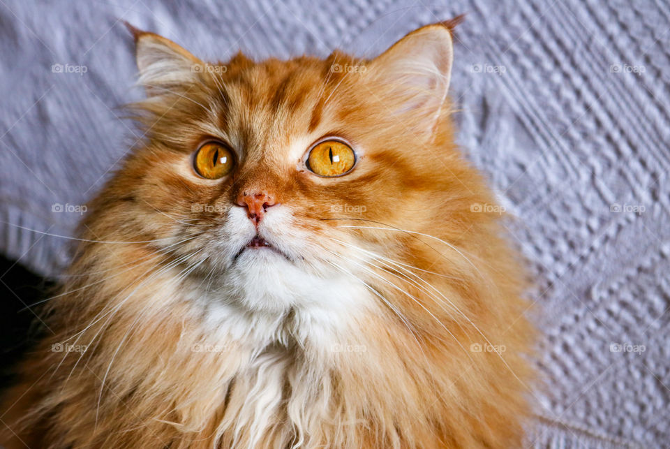 Portrait of a fluffy, ginger cat