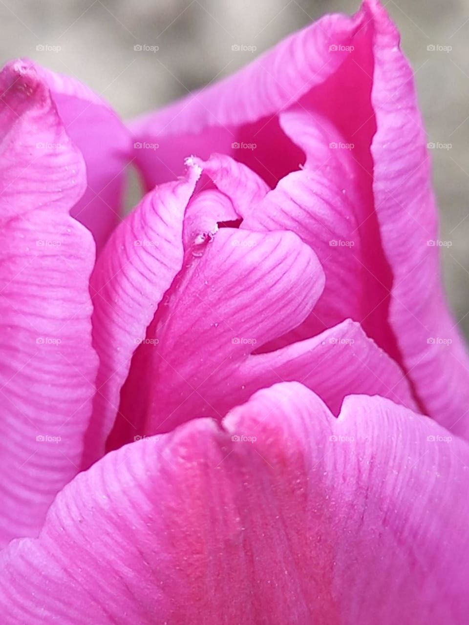 a beautiful tulip blossomed in the garden