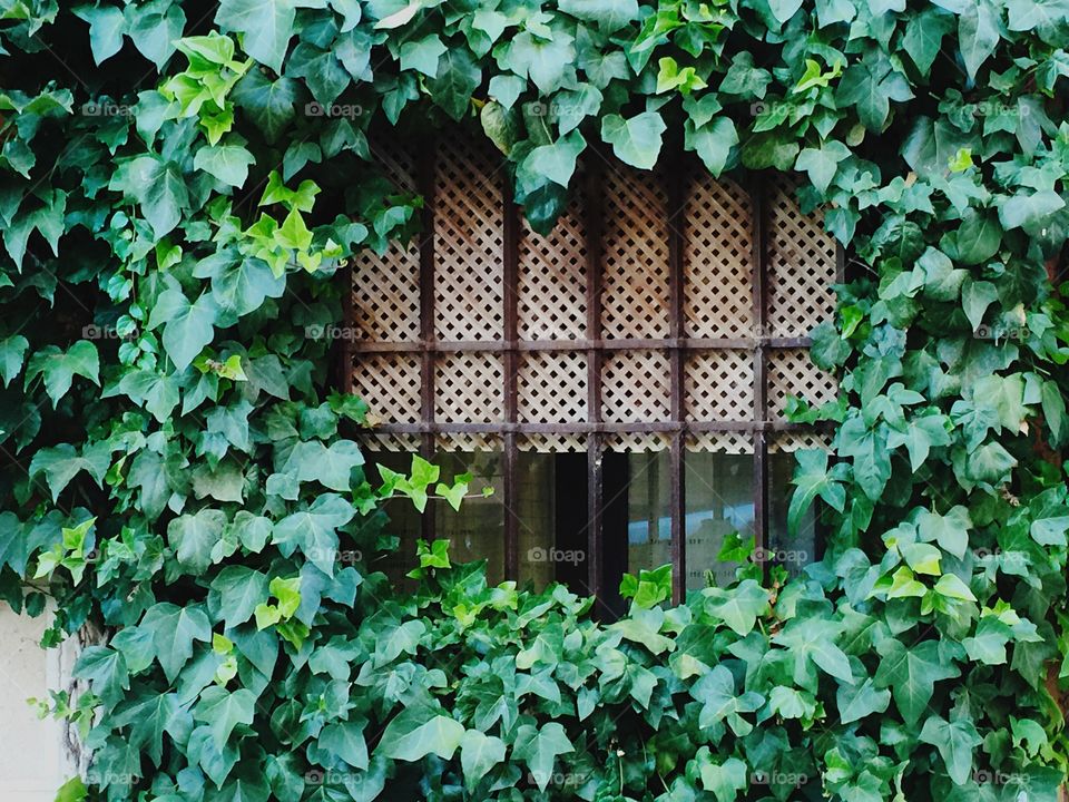 Close-up of lush foliage