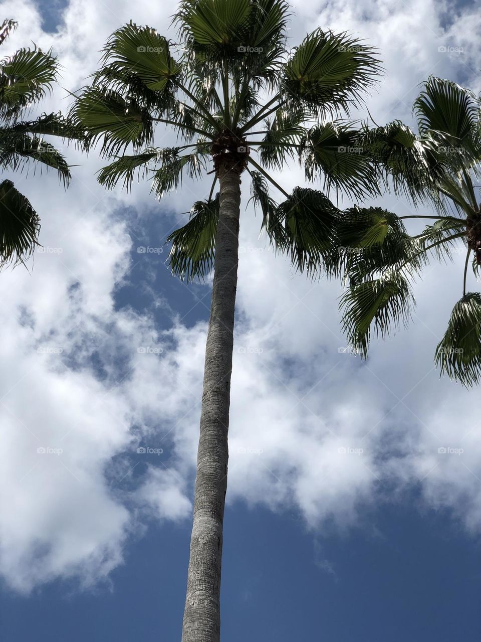 Palm trees