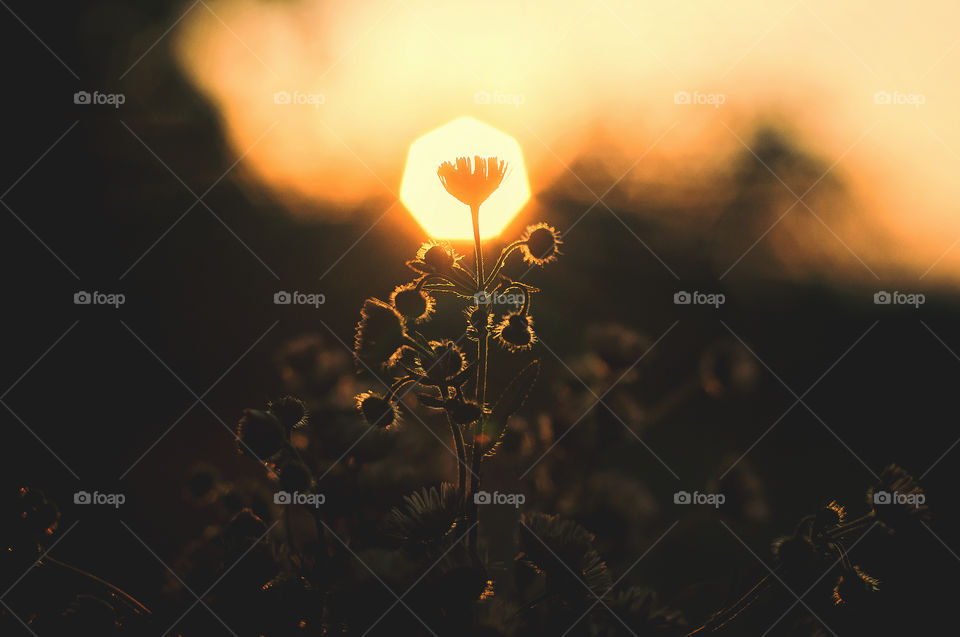 Background of the beautiful blooming flowers in the city in sunset light close up.