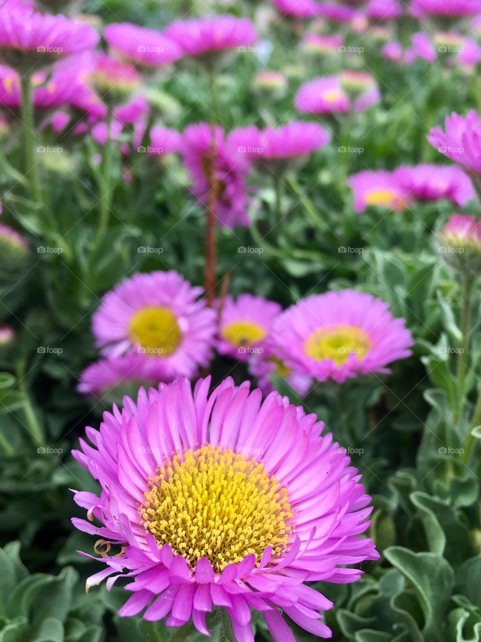 Flowers up close 