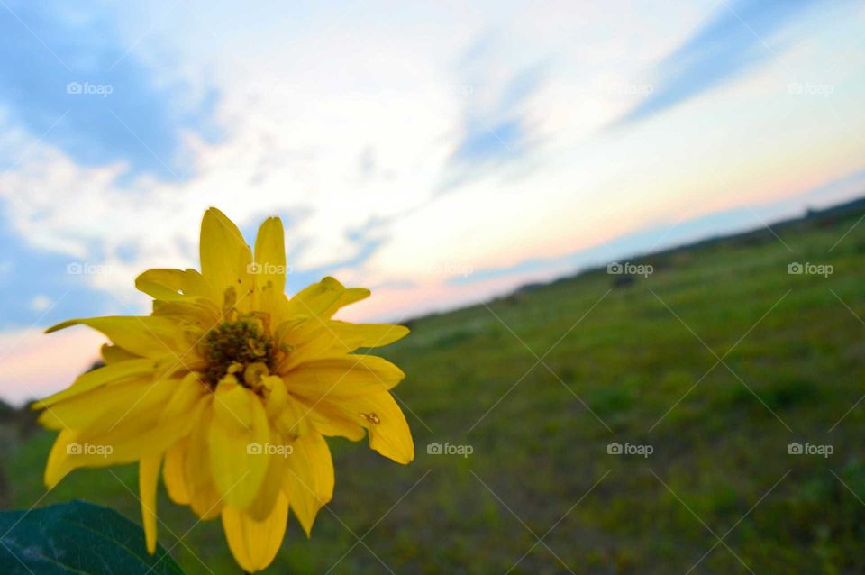 yellow flower