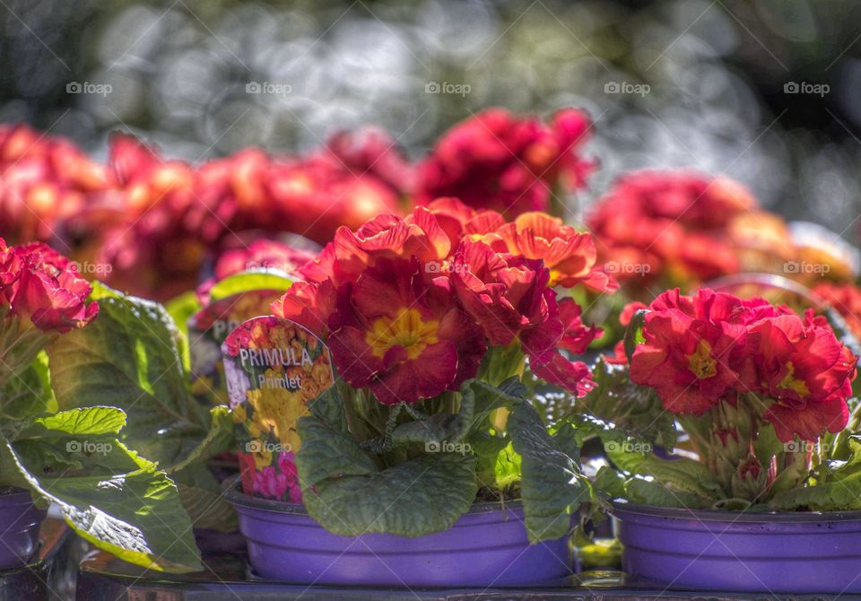 Plants. Garden centre