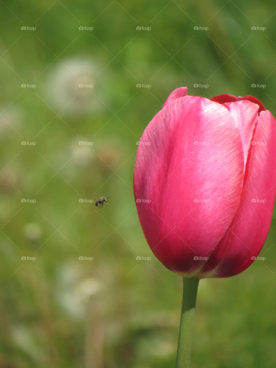 Pink tulip 