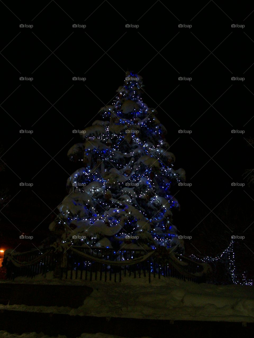 snow covered tree  lit with blue Christmas lights