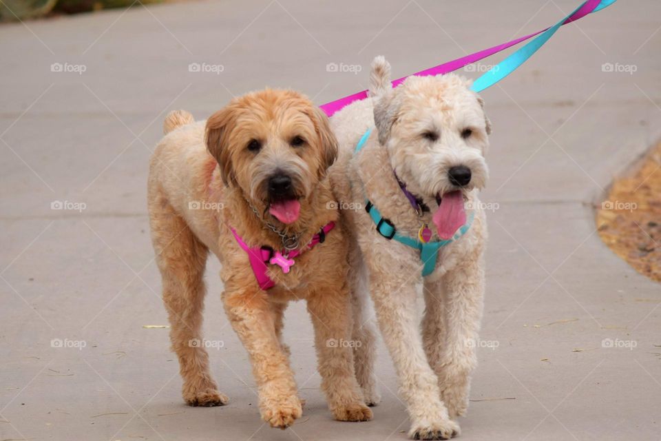 A older Wheaten Terrier is leaned into by a much younger dog of the same breed during their afternoon walk