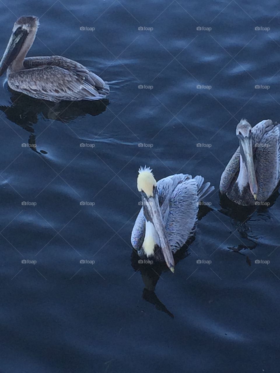 One male pelican swims among two females as the fishermen dock their boats