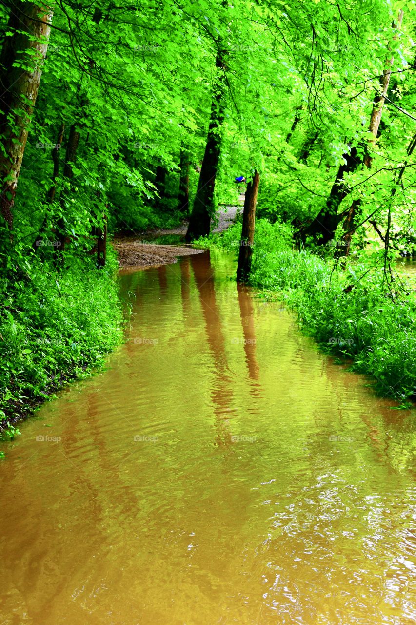 A wet trail on a hike thru the park in Indiana 
