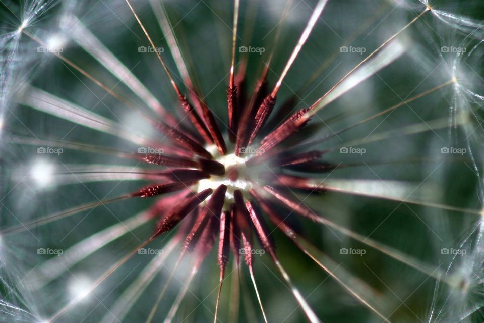 Dandelion Seed Head
