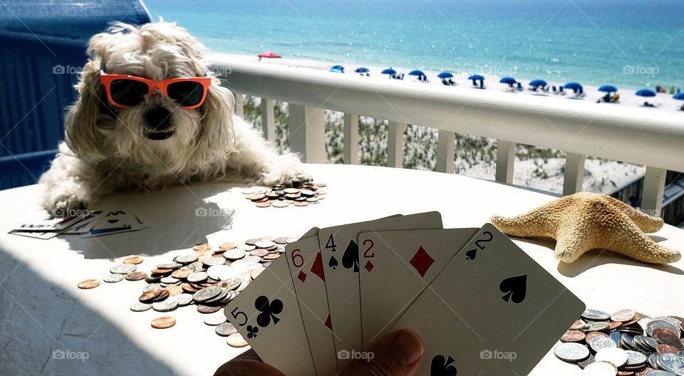 card shark dog playing poker.
