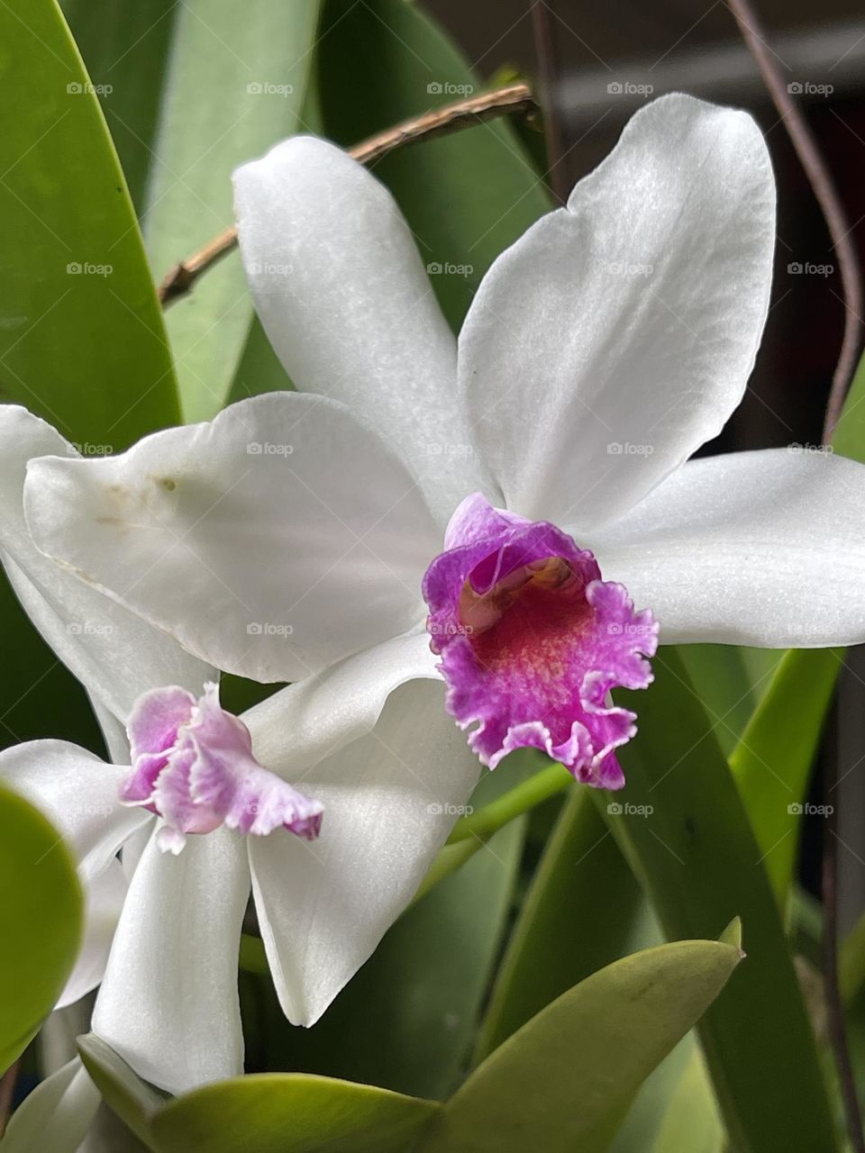 Beautiful white and purple orchid in close up view