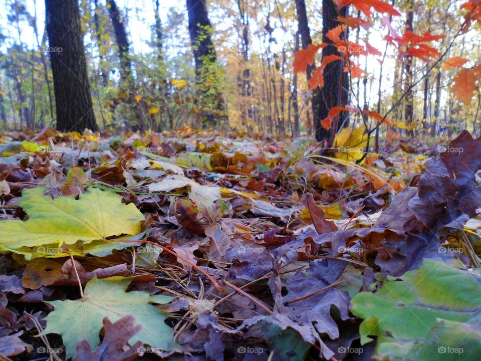 in the autumn forest