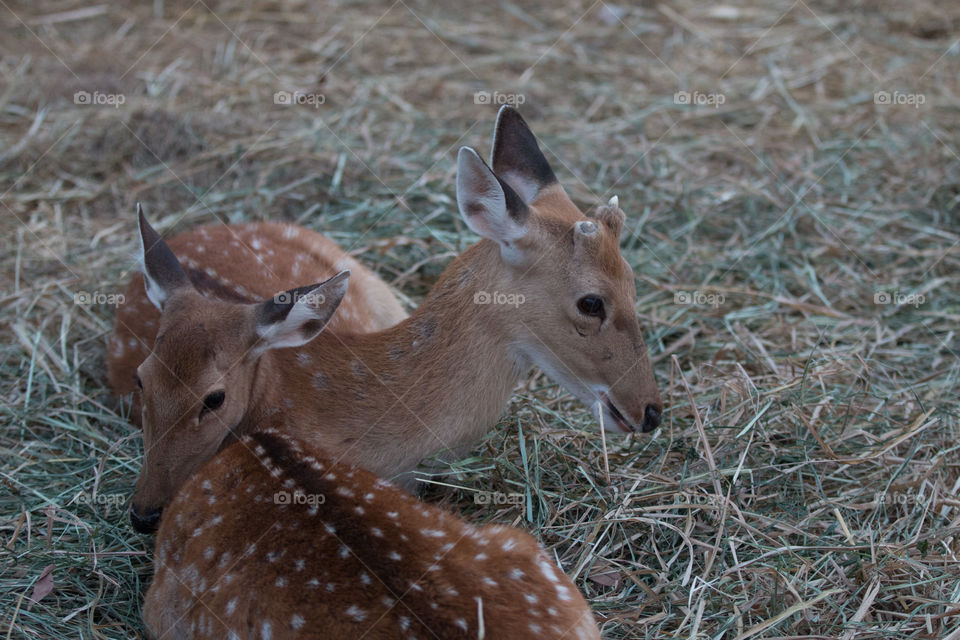 Deer, Wildlife, No Person, Mammal, Wood