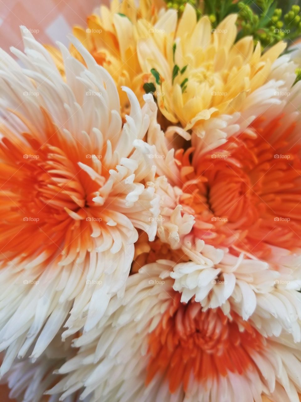 multicolored flowers