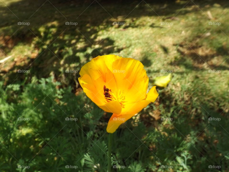 Eschscholzia californica, commonly called California poppy, is the state flower of California.