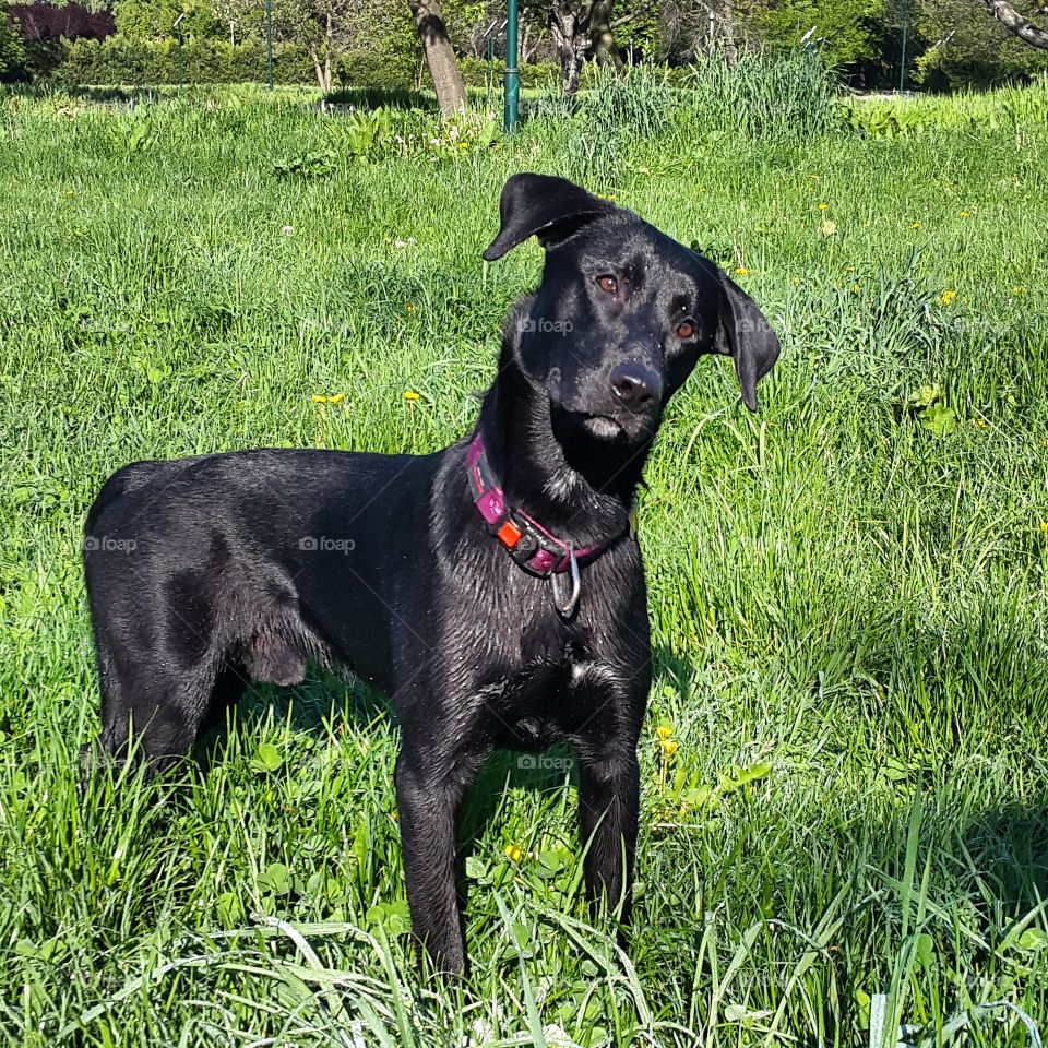 Dogs and grass