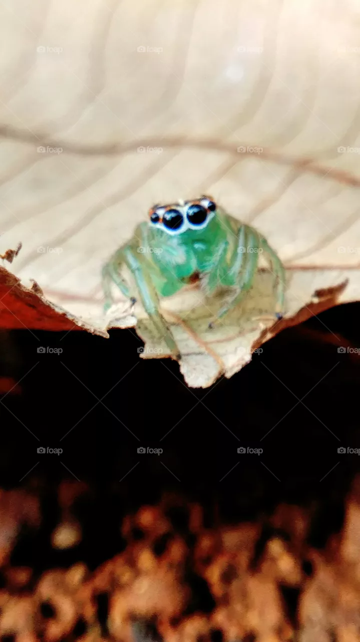 spider