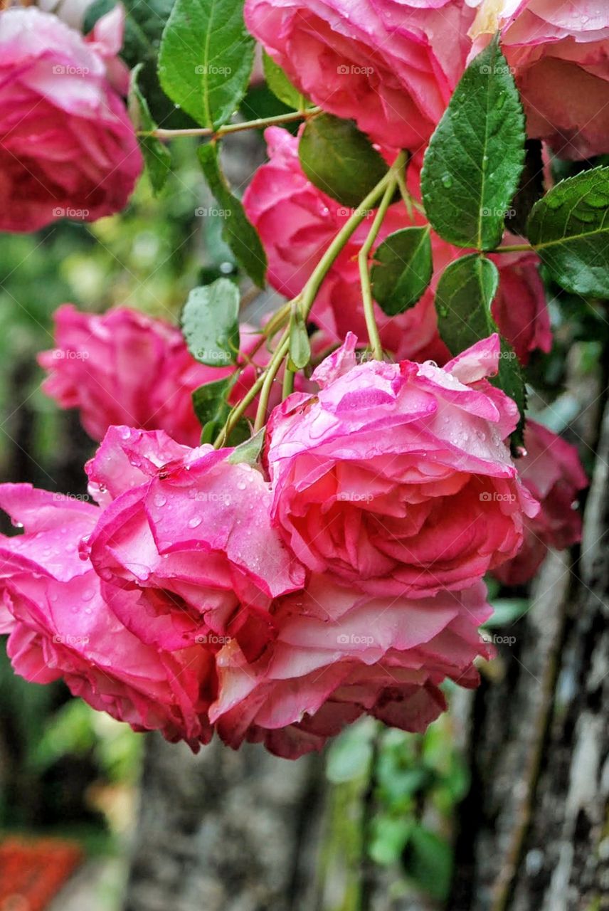 Pink dewy roses