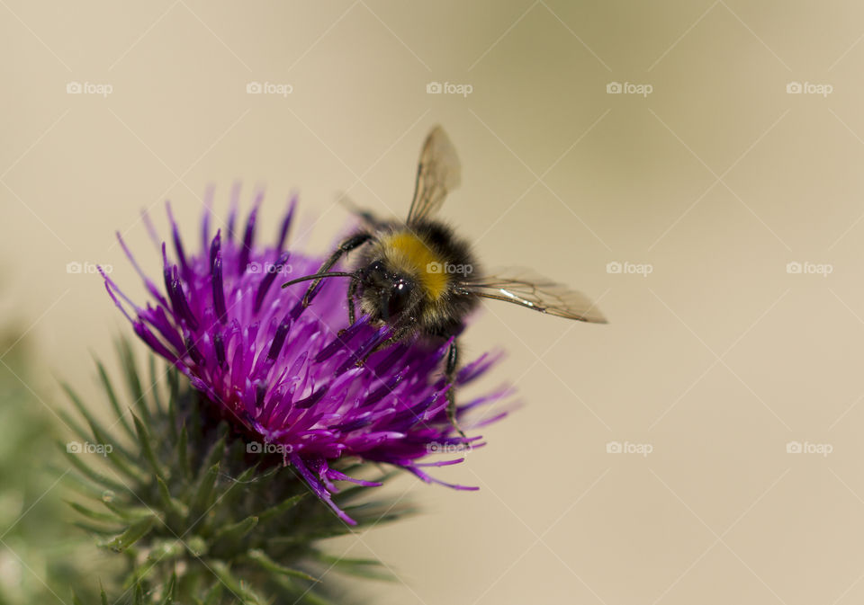 Honey bee on pink flower