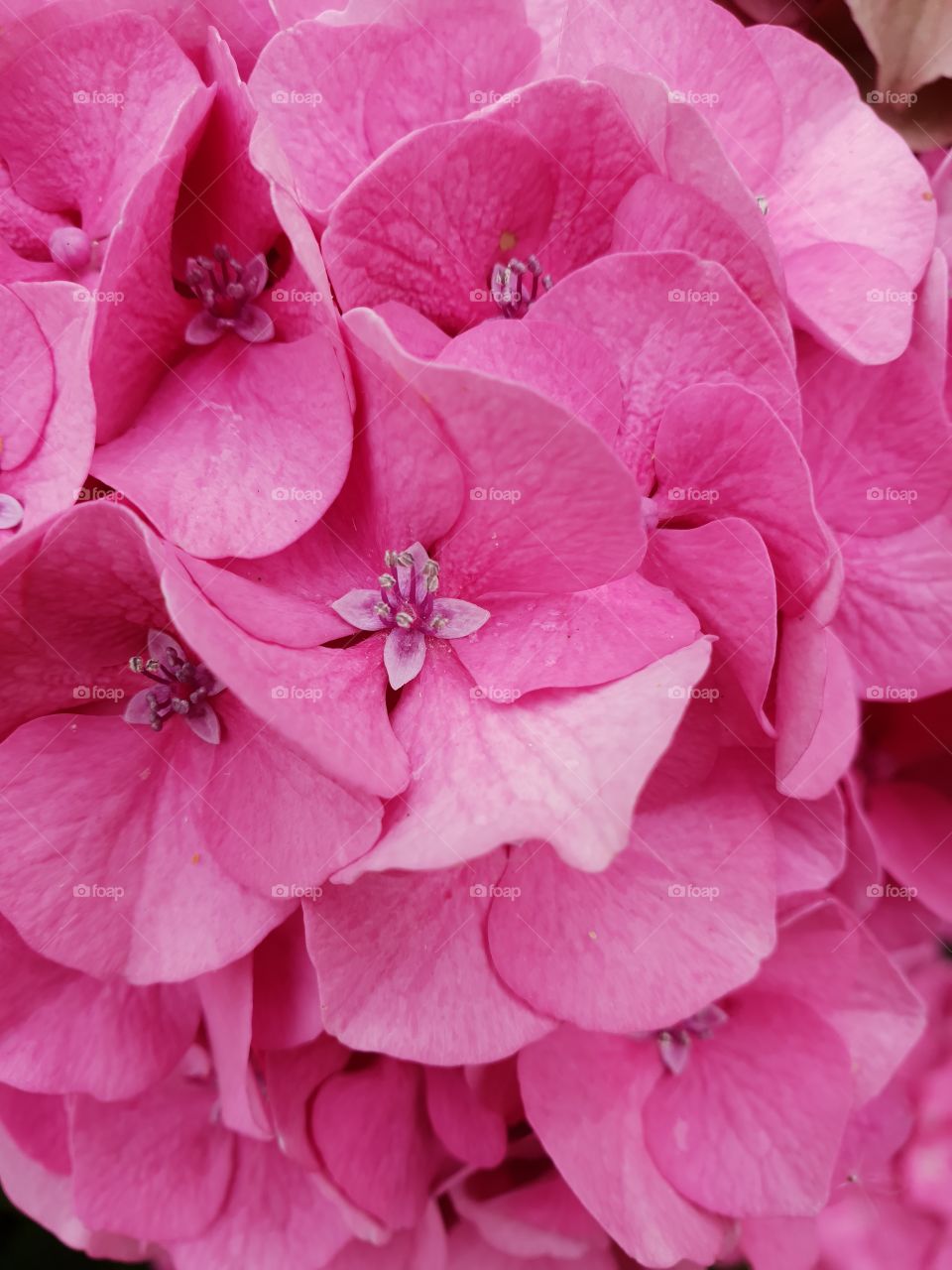 pink hydrangea