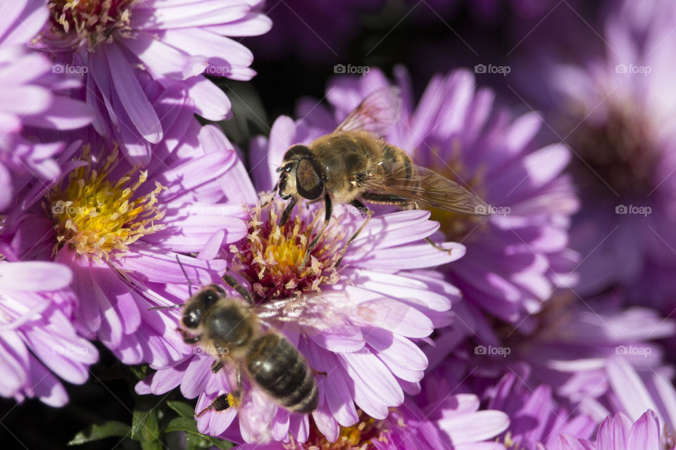 Bees on Autumn Asters