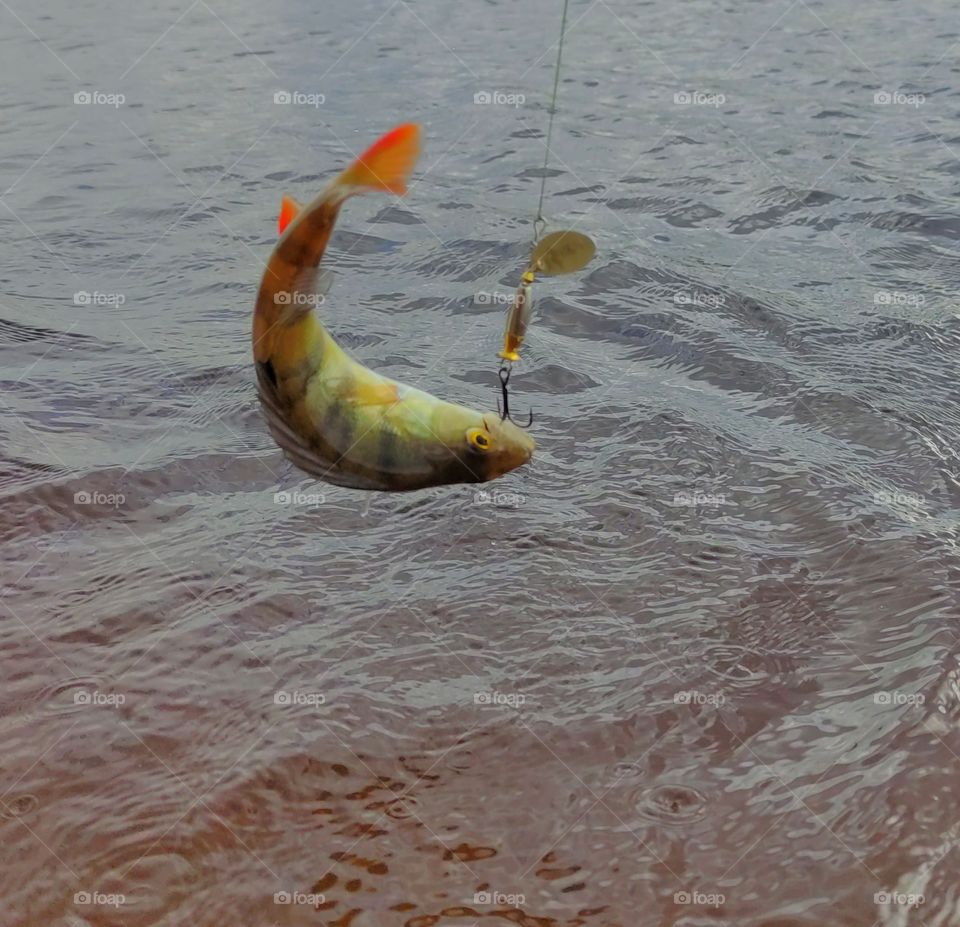 Fishing, early morning, silence, river, coolness, sunrise on the river, perch, spinning, fishing rod, spinner, spinning fishing,