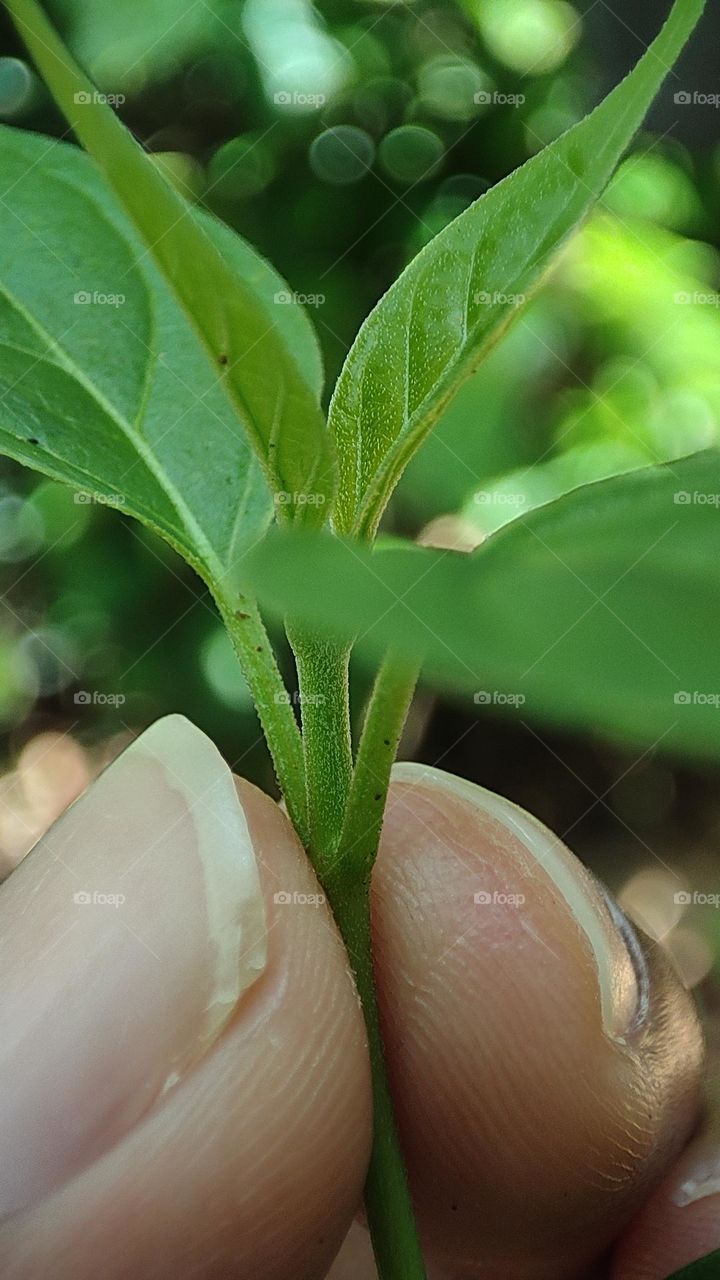 holding a plant