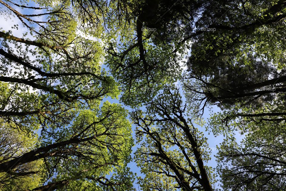 Trees up in the sky