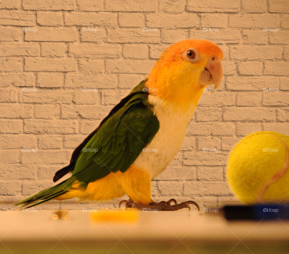 parrot caique pet bird colorful parrot by lightanddrawing