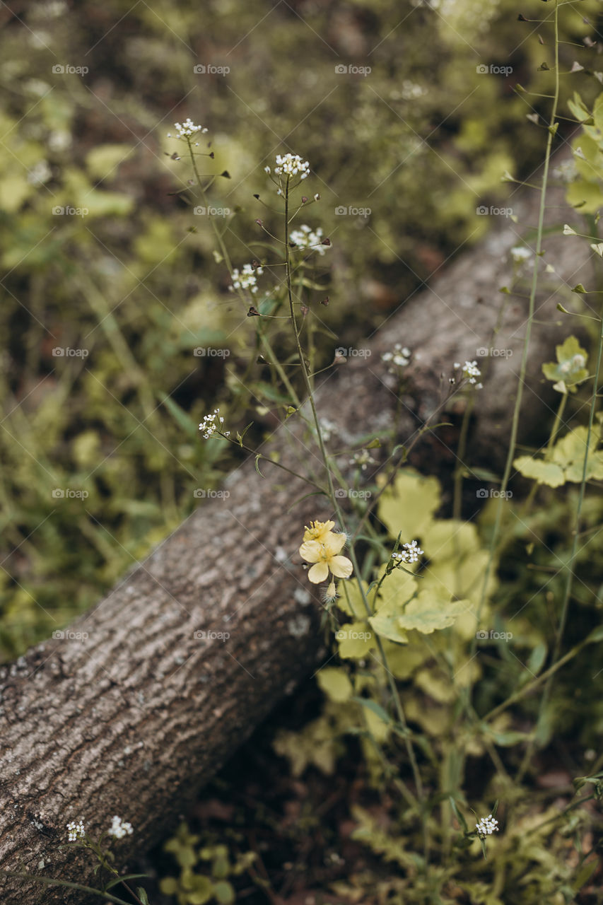 Spring flowers in the forest 