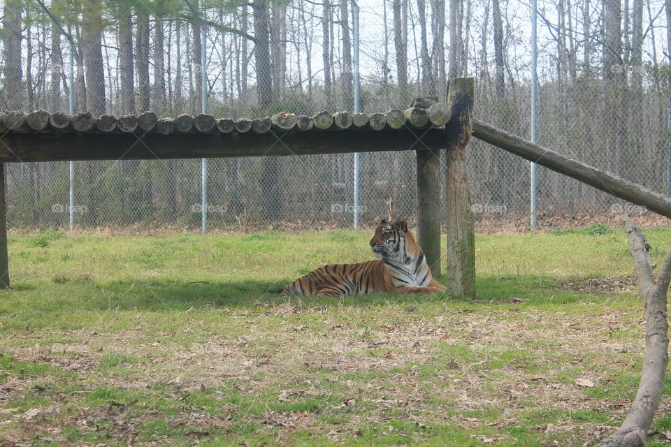 Tiger in his zoo habitat.
