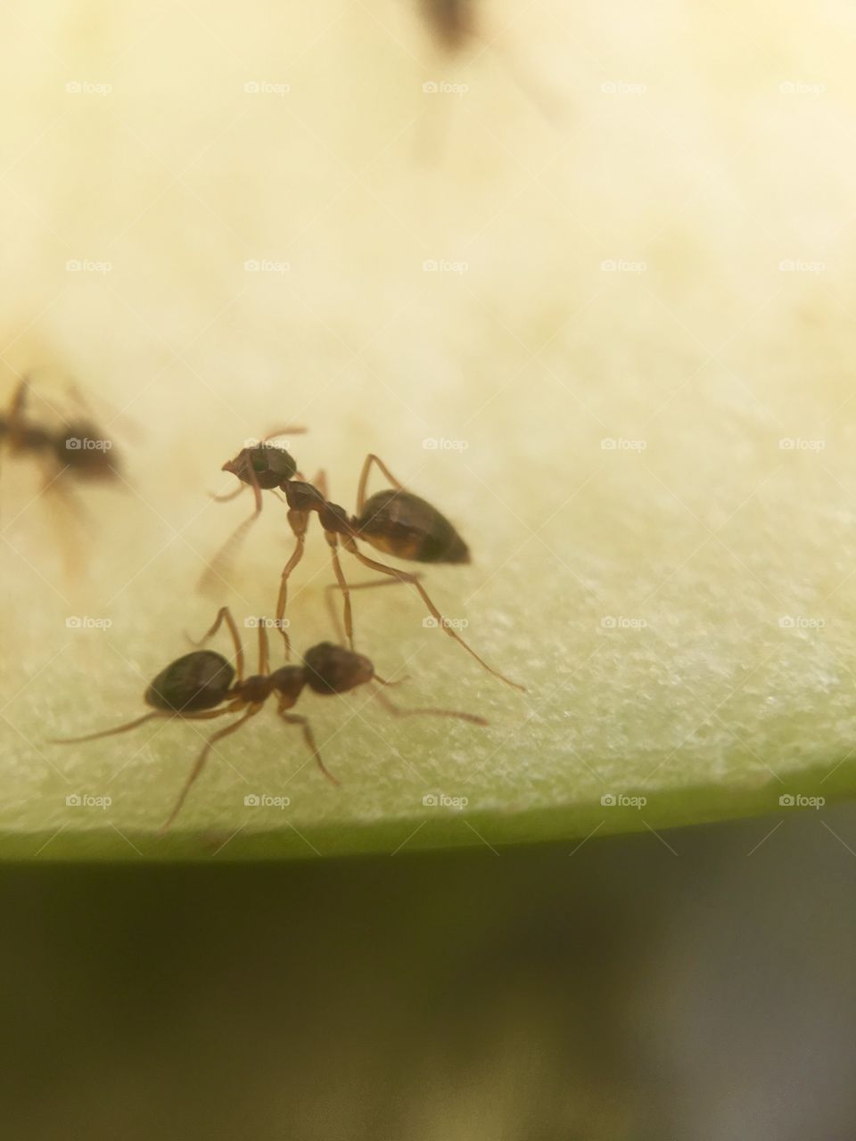 Ants working on an apple