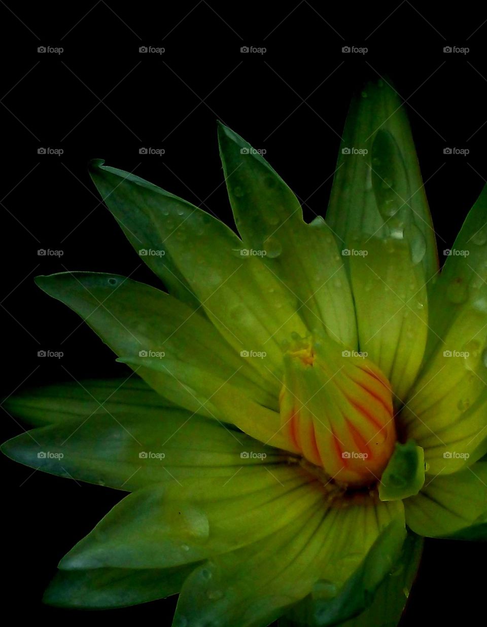 naturelove, beautiful Flowers, yellow with white, drak background