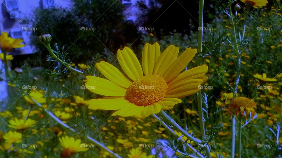 Yellow wild blooming flower with
the petals up to sky in spring garden#
closeup#hayfield#pollen#