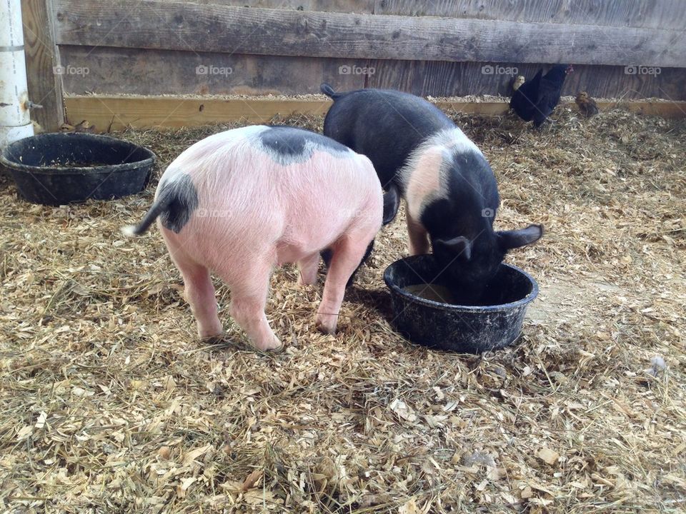 Piglets